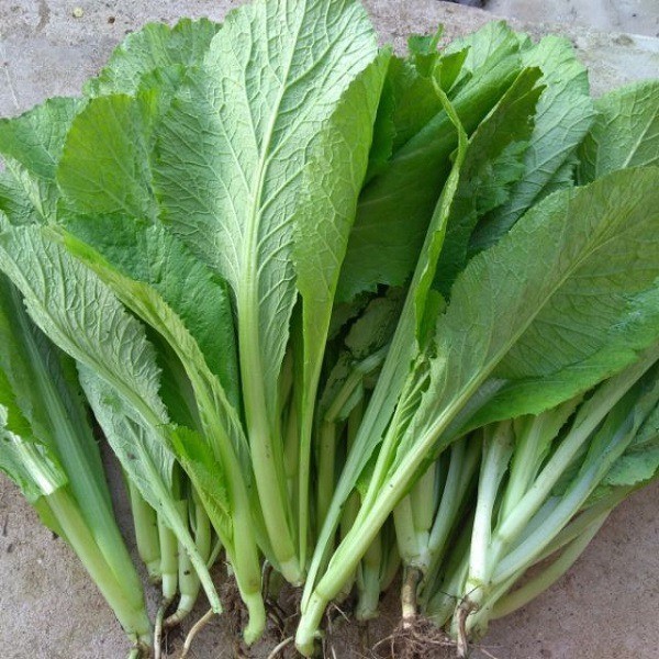 Hạt Giống Cải Bẹ Xanh Mỡ – Lá To Mướt, Giòn Ngọt, Năng Suất Cao