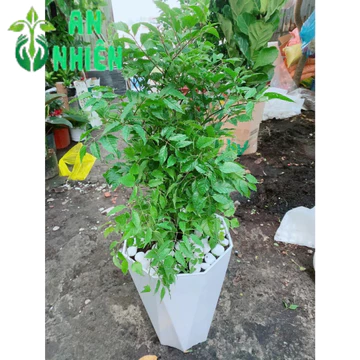 (Hỏa Tốc) Chậu Cây Đinh Lăng Lá Lớn Cao 70-80cm