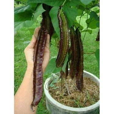 Hạt Giống Đậu Rồng Đỏ Cao Sản | Màu Đẹp, Ăn Ngon, Dễ Trồng