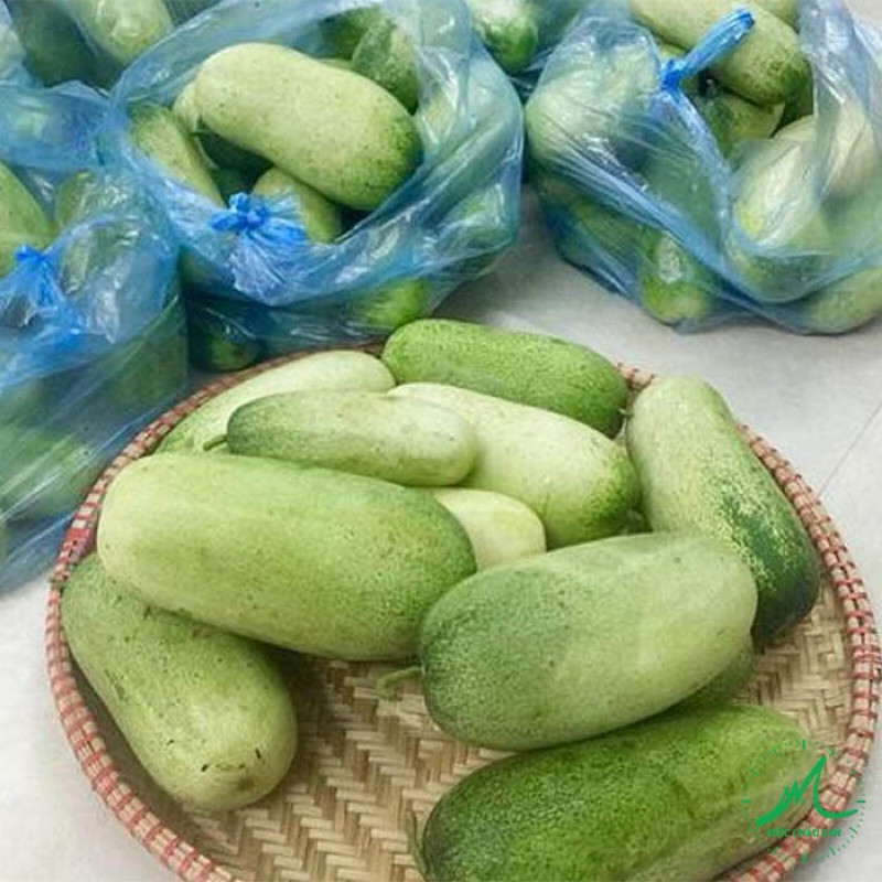 Hạt Giống Dưa Chuột Mèo Cao Sản | Quả Dài, Thịt Giòn Ngọt, Kháng Bệnh Tốt