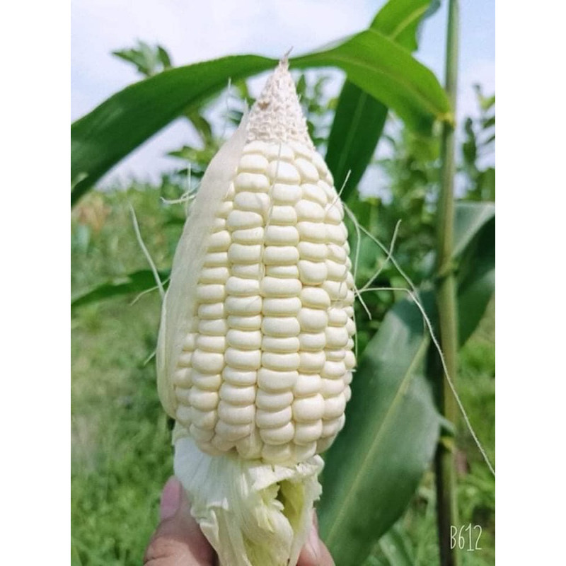 Hạt Giống Ngô Nù(Bắp Nù) Nảy Mầm 95% trồng mọi vùng miền