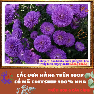 Chậu HOA CÚC THẠCH THẢO màu tím xù kép giống mới to siêu đẹp ️📦 Yêu Nhà Yêu Hoa
