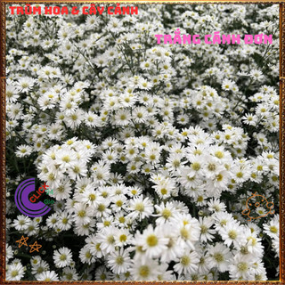 Chậu HOA CÚC THẠCH THẢO trắng cánh đơn siêu đẹp lung linh quanh năm️📬 Hoa Mười Giờ Bonsai & Phụ Kiện
