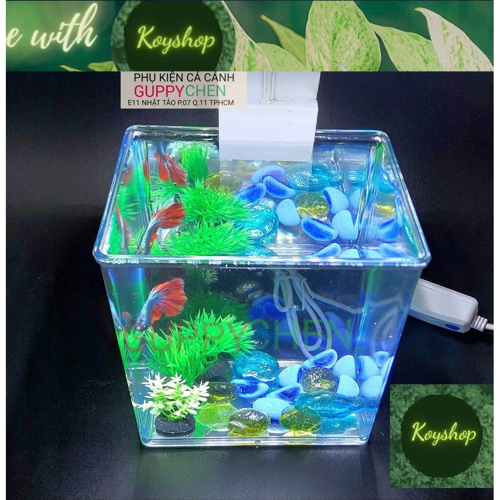 Hồ nhựa Hồ Nhựa Mini Nuôi Cá 15x12x15 - Betta , Guppy , Cá Thủy Sinh ...