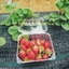 Hộp Nhựa Đựng Dâu Tây, Trái Cây, Rau Củ Quả, Thực Phẩm, Chất Liệu Pet Trong Suốt - Tổng Kho Hải Hạnh
