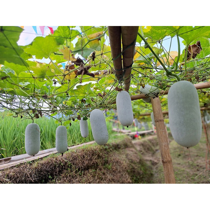 Hạt Giống Bí Phấn Thơm Ba Bể F1 | Giống Đặc Sản, Thu Hoạch Nhanh