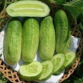 Hạt Giống Dưa Chuột Nếp(Béo) | Trái Xanh Mướt, Ăn Ngon, Ít Đắng