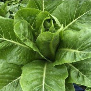 200 Hạt Giống Xà Lách Romaine Xanh  – Lá Dày, Giòn Ngọt, Dễ Trồng