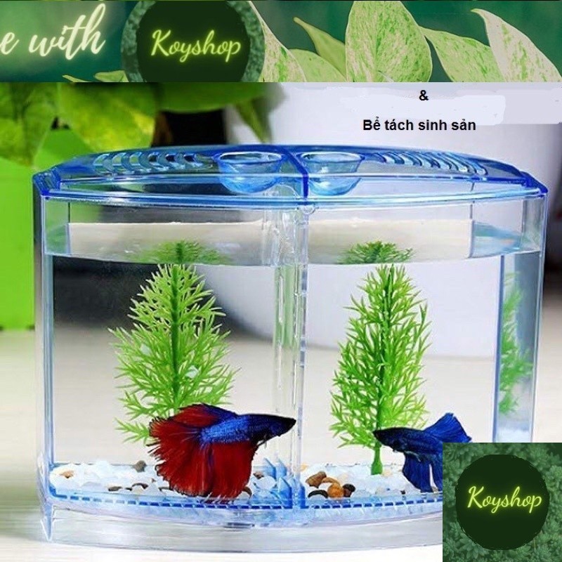 Hồ nhựa 2 ngăn Bể nhựa nuôi cá Betta mini 2 in 1, hồ cá để bàn size ...