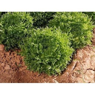 Hạt Giống Xà Lách Thủy Tinh – Thu Hoạch Nhanh, Năng Suất Cao