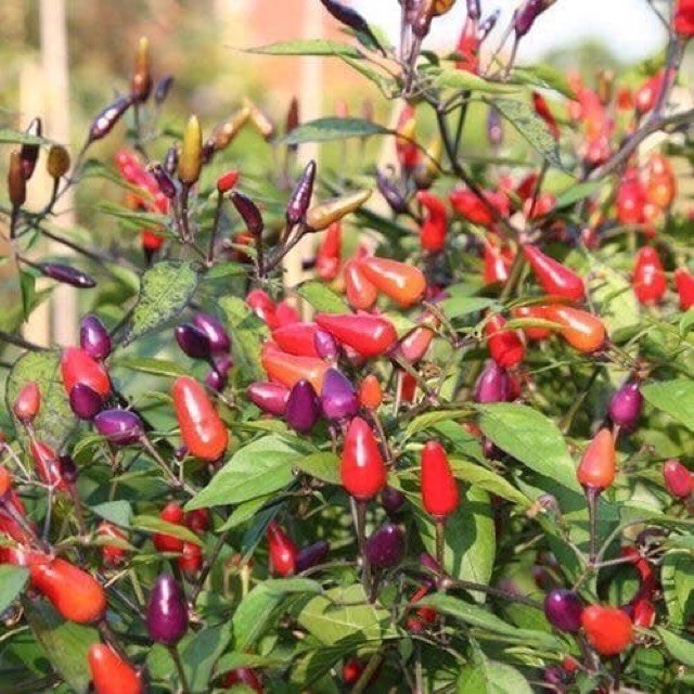 Hạt Giống Ớt Ngũ Sắc Nhiều Màu –, Đẹp & Dễ Chăm