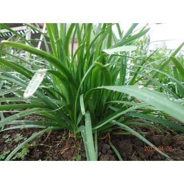 Hạt Giống Hẹ Xanh Cao Sản – Dễ Trồng, Nảy Mầm Khỏe, Thu Hoạch Liên Tục
