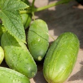 Hạt Giống Dưa Chuột Nếp(Béo) | Trái Xanh Mướt, Ăn Ngon, Ít Đắng