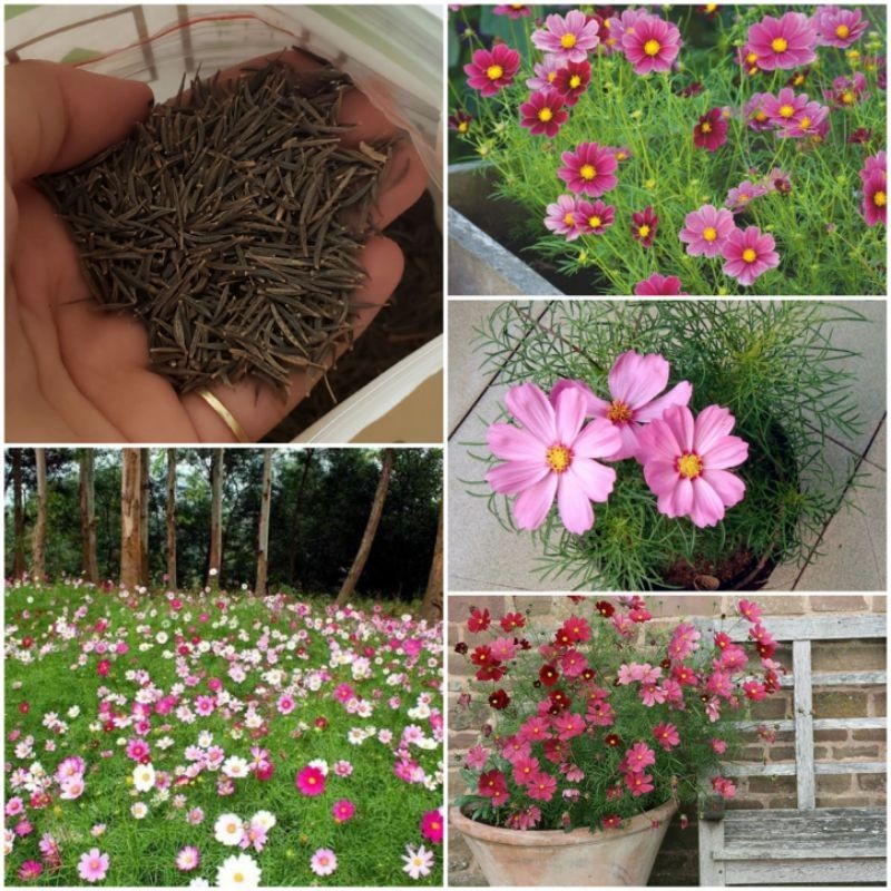 Hạt Giống Hoa Sao Nháy Lùn Nhiều Màu