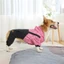 Áo Hoodie sọc cho chó cưng Áo Hoodie in hình dễ thương Chó cỡ lớn Quần áo