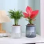 Chậu hoa ORDOBOX, Chậu cây nhựa tự tưới cây, Đồ dùng làm vườn Chậu trồng thủy canh mực nước có thể nhìn thấy