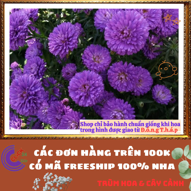 Chậu HOA CÚC THẠCH THẢO màu tím xù kép giống mới to siêu đẹp ️📬 Hoa Mười Giờ Bonsai & Phụ Kiện