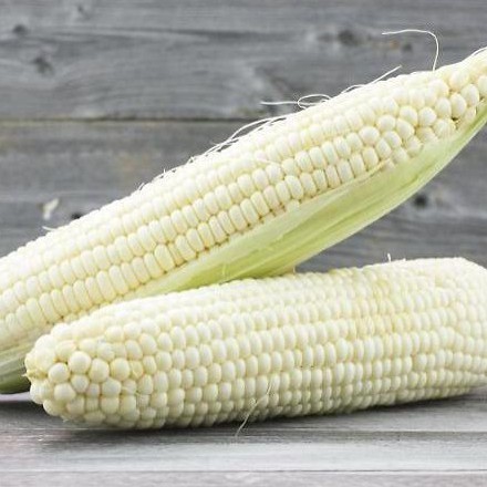 Hạt Giống Ngô Nếp Dẻo, Bắp  Ngọt, Thơm Ngon, Năng Suất Cao