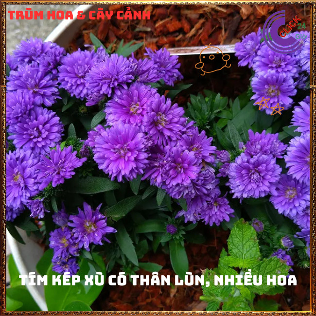Chậu HOA CÚC THẠCH THẢO màu tím xù kép giống mới to siêu đẹp ️📬 Hoa Mười Giờ Bonsai & Phụ Kiện