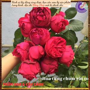 Chậu hoa hồng leo Red Eden siêuthơm 🔮Top Loài Hoa Đẹp Nhất Thế Giới