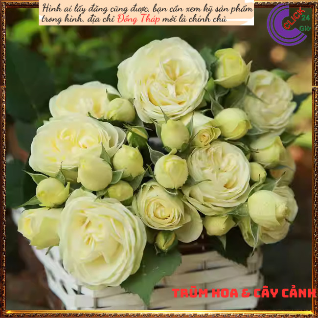 Chậu hoa hồng xanh bơ Creamy Eden 💍Hoa Mười Giờ Bonsai & Phụ Kiện