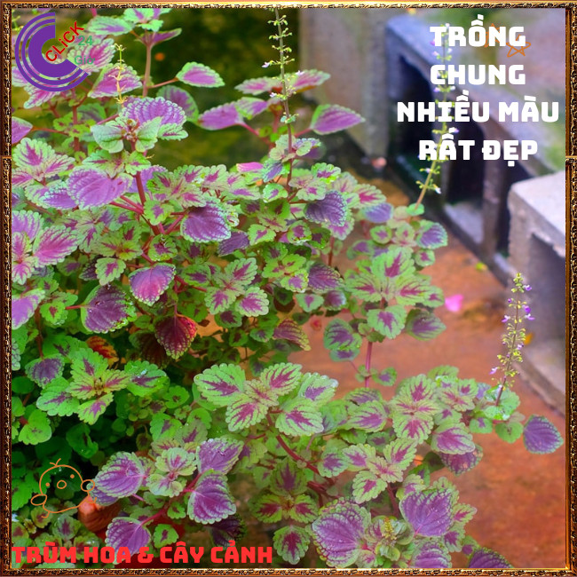 Chậu cây Lá Gấm ĐỒNG XU PHÚ THẠCH màu sắc lạ mắt sang trọng️🎊  Hoa Mười Giờ Bonsai & Phụ Kiện