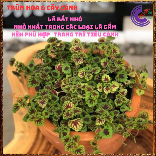 Chậu cây Lá Gấm ĐỒNG XU MINI lá siêu nhỏ rất đáng yêu dễ trồng ️🎊 Hoa Mười Giờ Bonsai & Phụ Kiện