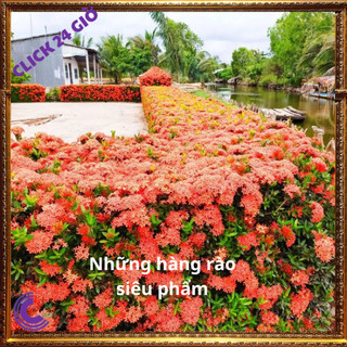 Chậu hoa mẫu đơn đỏ giống hoa trang làm hàng rào công trình 🖱 SHOP PP ONLINE CLICK 24 GIỜ