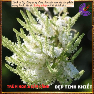 Cây Bạch Trầm Hương Thơm Ngào Ngạt️🔖Siêu Thị Hoa