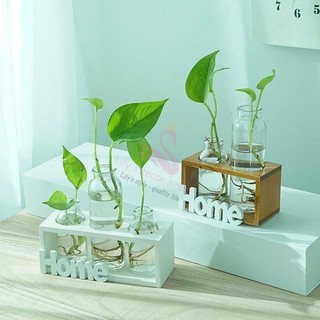 Bình Hoa Thủy Tinh Home Phối Gỗ Myd.23 Trồng Cây Thủy Canh Cắm Hoa Decor Trang Trí Nhà, Ban Công
