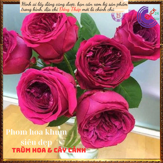 Chậu hoa hồng Pas De Deux  đỏ tím lạ ⏰Yêu Nhà Yêu Hoa