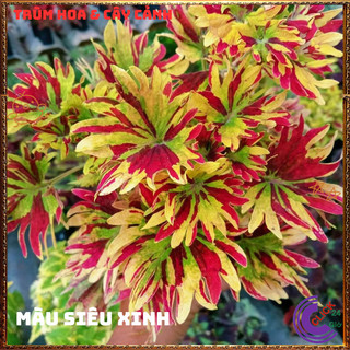 Chậu Lá Gấm NGŨ SẮC ĐỔI MÀU siêu phẩm trồng viền đẹp mắt mới lạ ️🎊 Hoa Đẹp Dễ Trồng