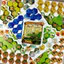 Boardgame Brazil Imperial bản tiếng Trung đã Engsub - game hay 7.7 bgg Tigar