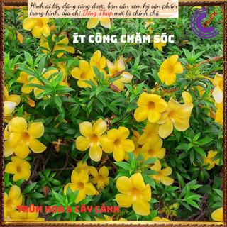 Cây hoa Huỳnh anh Vàng Quỳnh Anh lớn ✳️MiMa market