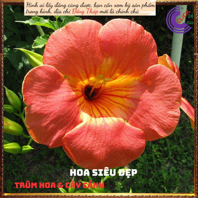 Dây leo hoa đăng tiêu cam dài 60cm 💍Hoa Mười Giờ Bonsai & Phụ Kiện