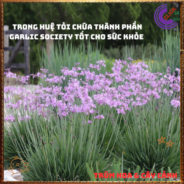 Chậu HUỆ TỎI hoa đẹp có hương thơm xua đuổi côn trùng ăn rất ngon️🎊 Hoa Mười Giờ Bonsai & Phụ Kiện