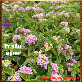 Chậu hoa ngũ sắc HỒNG PHA LÊ LÁ CẨM THẠCH tuyệt đẹp thơm ngát️💎Yêu Nhà Yêu Hoa