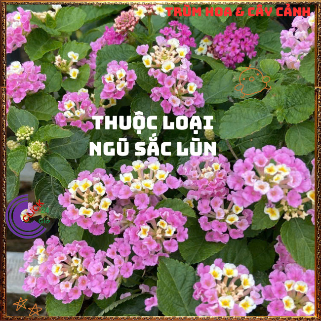 Chậu hoa ngũ sắc HỒNG KEM PATEL bụi lùn màu sáng siêu đẹp và thơm⏳{{store}]