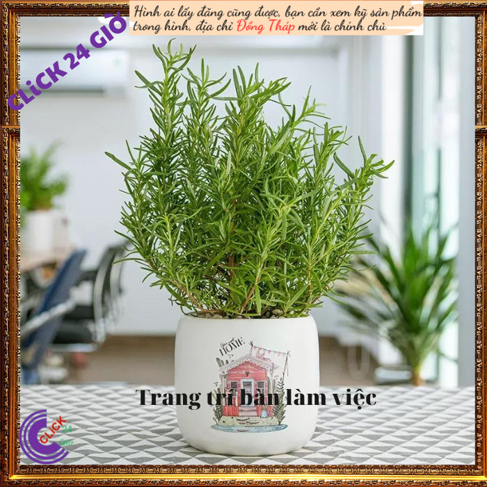 Chậu hương thảo Lớn hương thơm dễ chịu nhiều công dụng 💡 MM Market