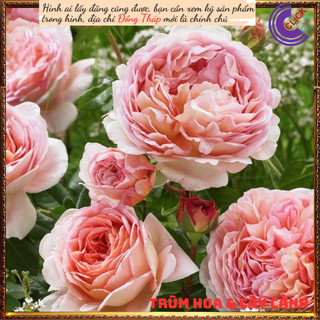 Chậu hoa hồng leo mơ Abraham Darby ⏳SHOP PP ONLINE CLICK 24 GIỜ