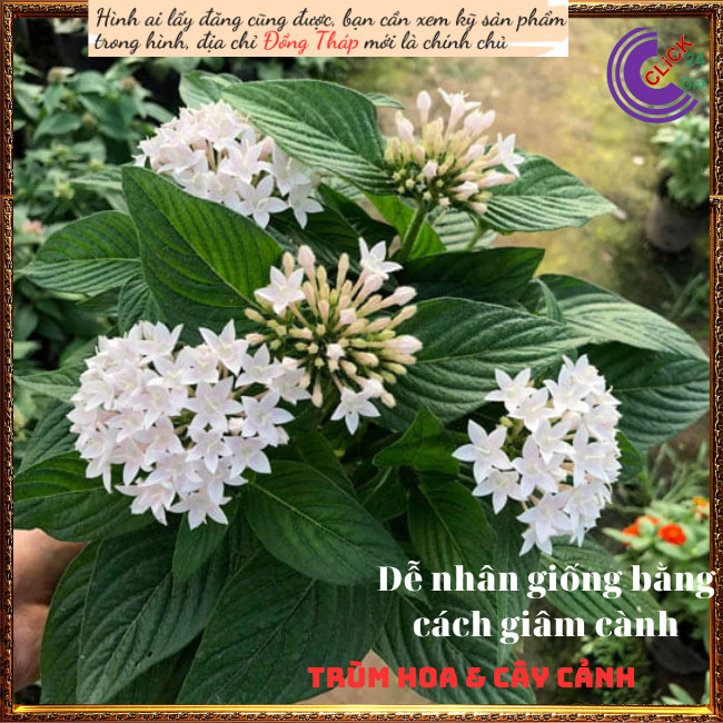 Chậu hoa diễm châu trắng vui vẻ ️💄TRÙM HOA VÀ CÂY CẢNH