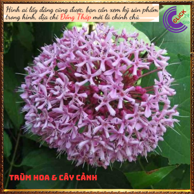 Cây hoa trang thơm hoa hỏa châu rất dễ trồng chịu được nắng nóng⏰ TRÙM HOA VÀ CÂY CẢNH