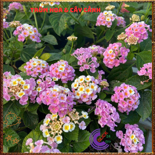 Chậu hoa ngũ sắc HỒNG KEM PASTEL dạng bụi lùn nhẹ nhàng dễ thương️💎Yêu Nhà Yêu Hoa