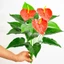 Lòng bàn tay đỏ nhân tạo GAVESTO, Cây thảo mộc lớn 35 / 50CM Cây cây xanh Anthurium giả, Máy làm mát lòng bàn tay nhân tạo bằng nhựa Trang trí phòng khách