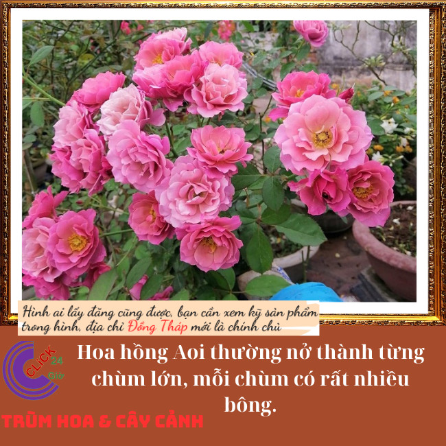 Chậu hoa hồng Aoi Nhật hoa chùm đẹp️💄TRÙM HOA VÀ CÂY CẢNH