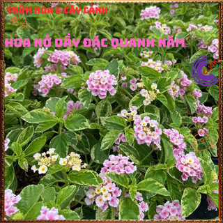 Chậu hoa ngũ sắc HỒNG PHA LÊ LÁ CẨM THẠCH mới lạ siêu đẹp và thơm ️💎Hoa Đẹp Dễ Trồng