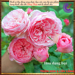 Chậu hoa hồng Carey hoa to ngọt ngào💍Hoa Mười Giờ Bonsai & Phụ Kiện