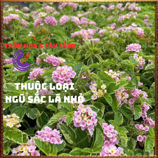 Chậu hoa ngũ sắc HỒNG PHA LÊ LÁ CẨM THẠCH mới lạ siêu đẹp và thơm ️💎Hoa Đẹp Dễ Trồng