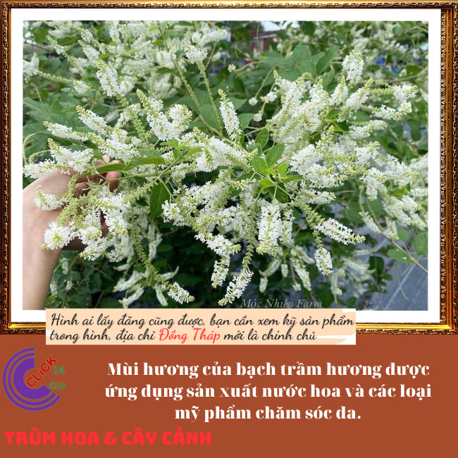Cây Bạch Trầm Hương Thơm Ngào Ngạt️💄TRÙM HOA VÀ CÂY CẢNH