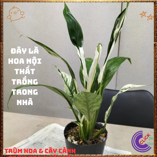 Chậu HOA LAN Ý CẨM THẠCH hoa trắng lá trắng cực kỳ sang trọng ️📬 Hoa Mười Giờ Bonsai & Phụ Kiện
